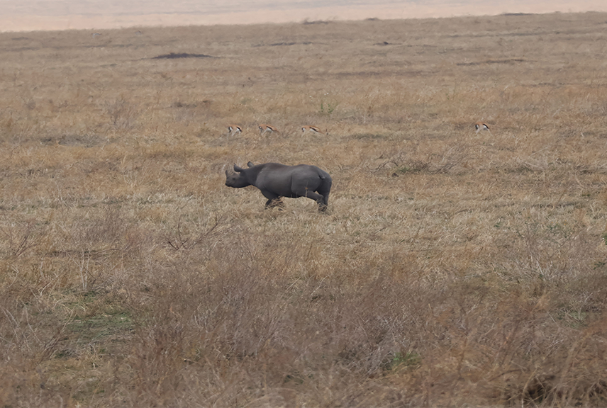 ruaha-park