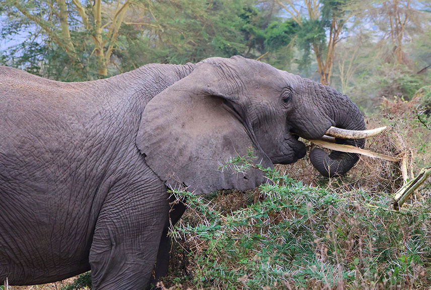 tarangire-national-park