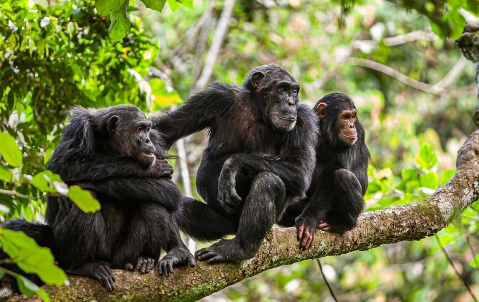 Mahale National Park