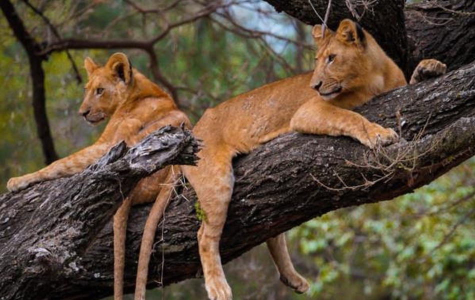 Manyara National Park