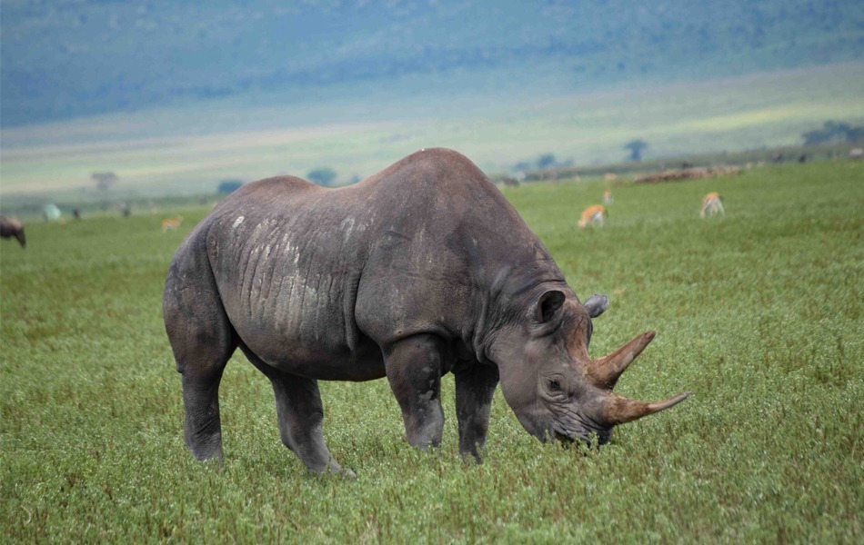 Ngorongoro Conservation