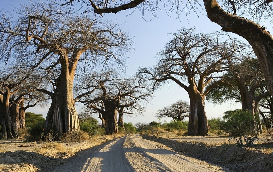 Ruaha  National Park
