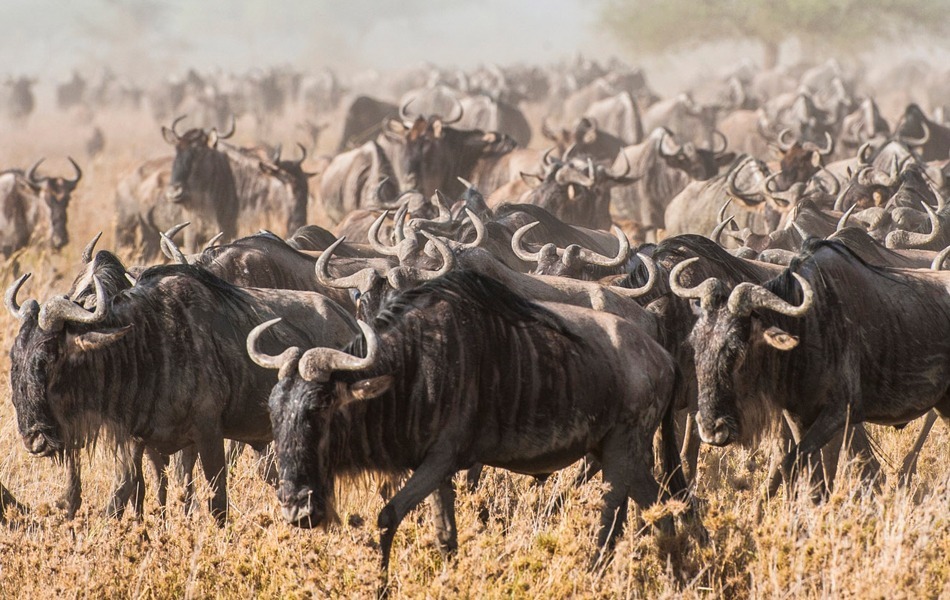 Serengeti  National Park