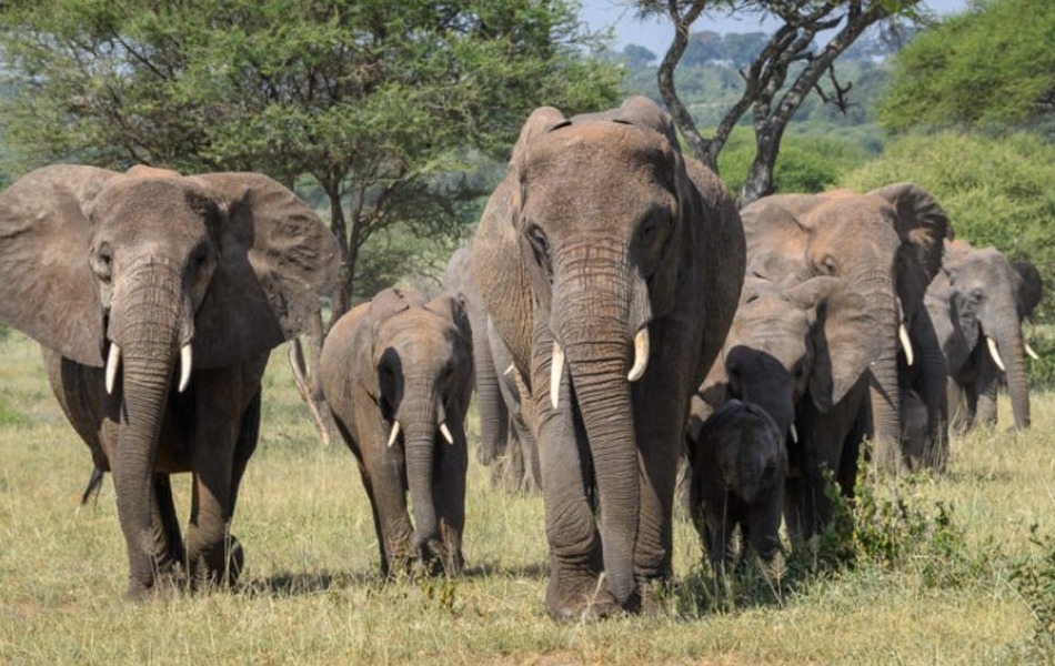 Tarangire National Park
