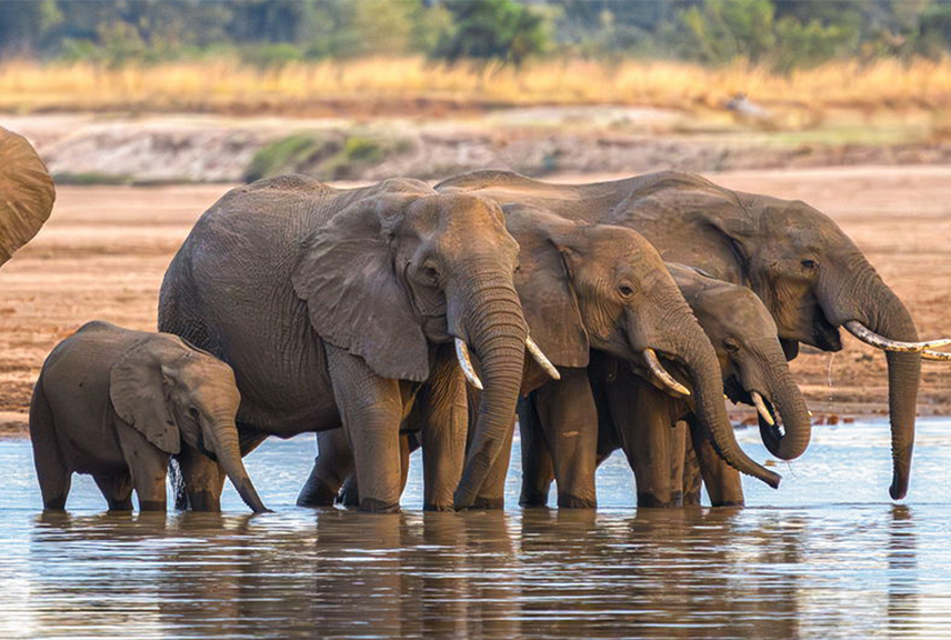 serengeti-national-park-png
